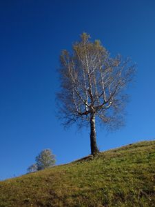 Lonely tree against clear sky