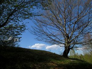 Springtime nature