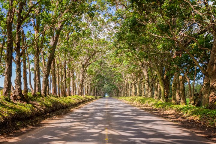 Eucalyptus Tree Tunnel - Kauai Hawai - Brian Harig Photography
