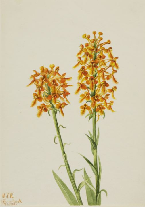 Yellow Fringe Orchid Habenaria cilia - Unique Artworks Collection