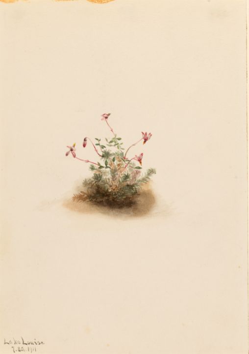 Small Cranberry Oxycoccus palustris - Unique Artworks Collection