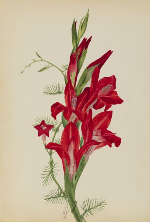 Cannas and Cypress Vine Canna specie - Unique Artworks Collection