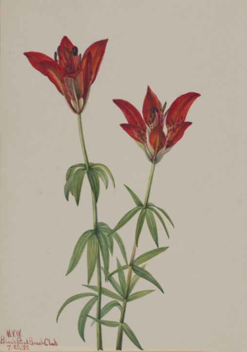 Wood Lily Lilium philadelphicum - Unique Artworks Collection