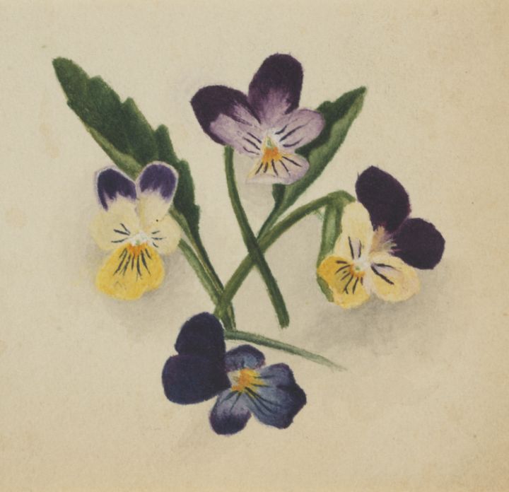 Pansies Unique Artworks Collection Paintings & Prints, People