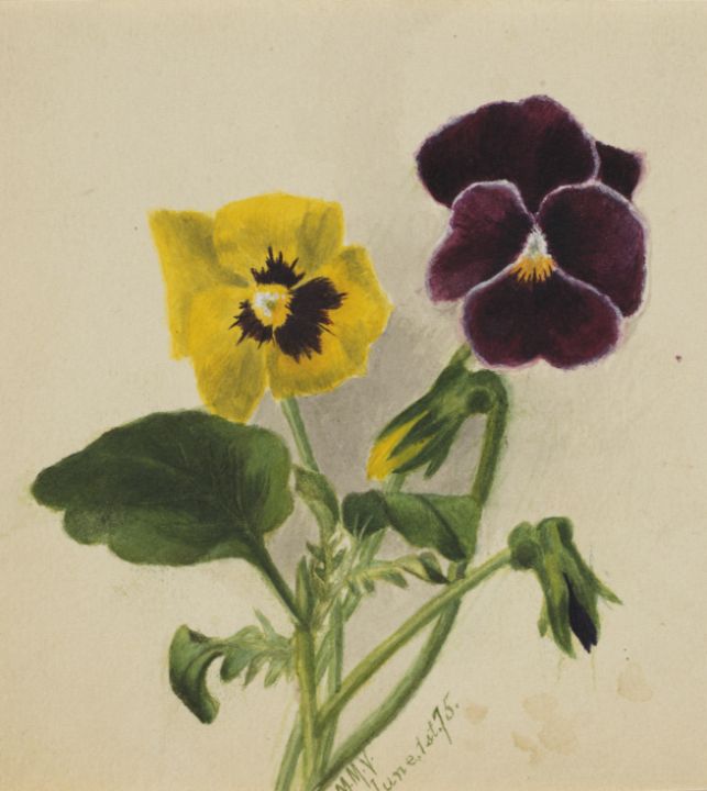 Pansies - Unique Artworks Collection - Paintings & Prints, People