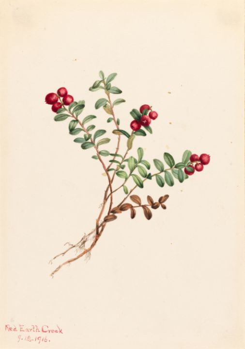 Mountain Cranberry Vaccinium vitisda - Unique Artworks Collection