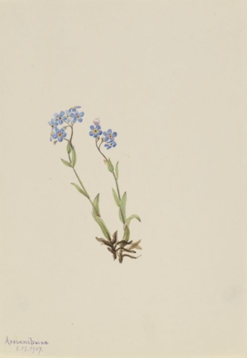 Forget-me-nots- Alaska's State Flower- Gouache art print