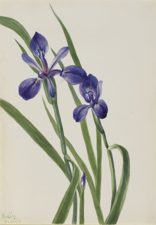 Iris Iris species - Unique Artworks Collection