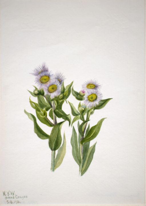 Fleabane Erigeron macranthus - Unique Artworks Collection