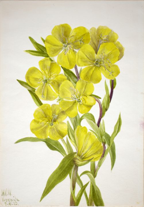 Evening Primrose Oenothera - Unique Artworks Collection