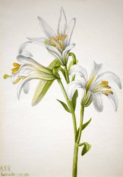 Washington Lily Lilium washingtonian - Unique Artworks Collection