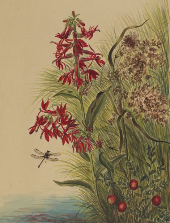 Cardinal Flower Lobelia cardinalis - Unique Artworks Collection