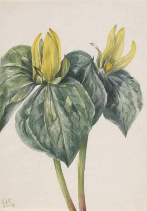Whippoorwill Flower Trillium hugeri - Unique Artworks Collection