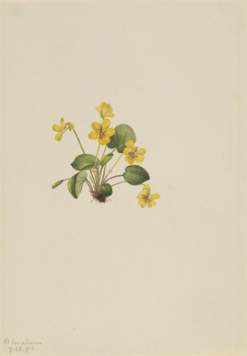 Yellow Violet Viola orbiculata - Unique Artworks Collection