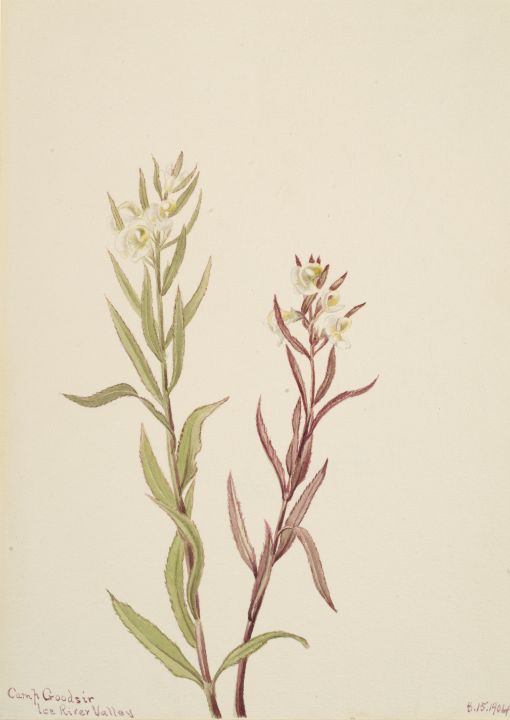 Pedicularis raremosa - Unique Artworks Collection