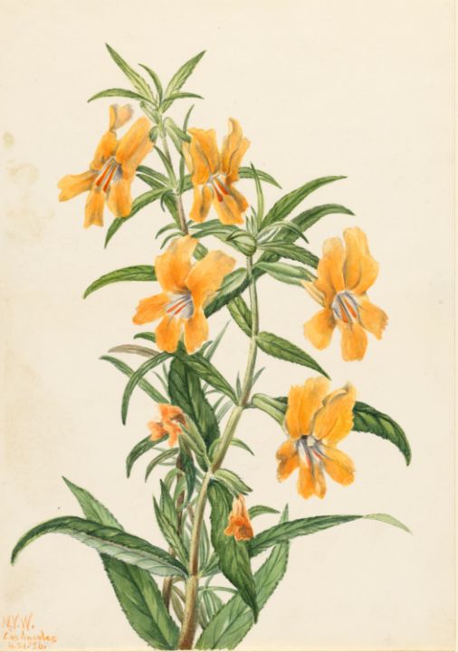 Buy Splendens Orange Tiger Lily Plants, Free Shipping, Wilson Bros  Gardens