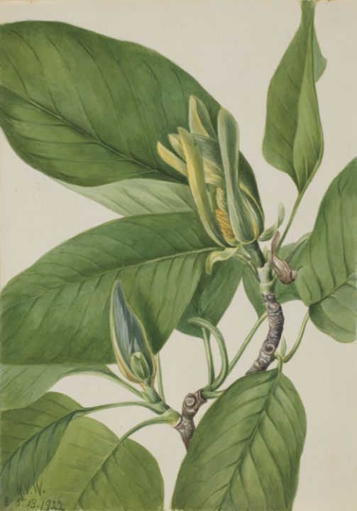 Cucumbertree Magnolia acuminata - Unique Artworks Collection