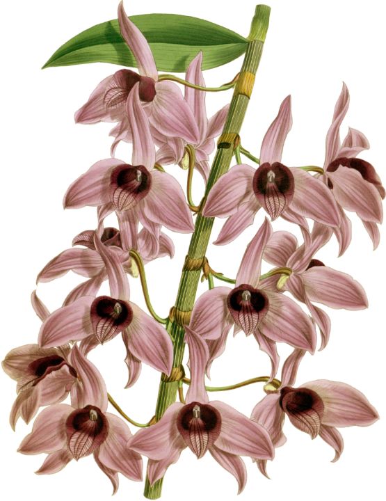 The Orchid Album Dendrobium macrophy - Unique Artworks Collection