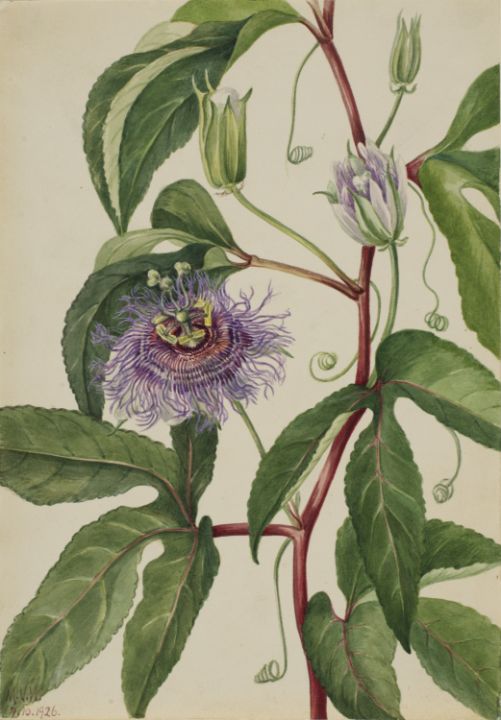 Maypop Passiflora incarnata - Unique Artworks Collection
