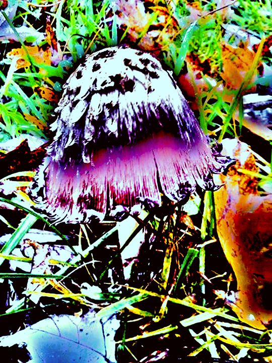 Magic Mushroom - BKS Mobile Photography