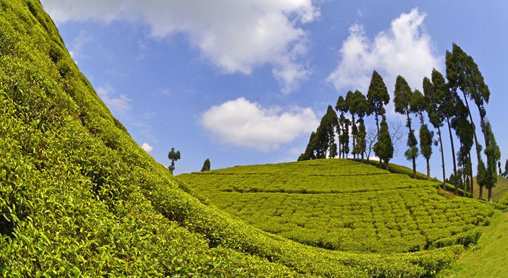 Darjeeling Tea Garden - Bhaswaran