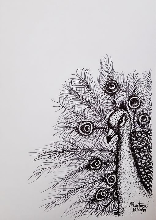 Peacock BW pencil.