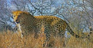 Cheetah in the Bush