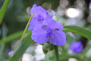 Little violet flowers