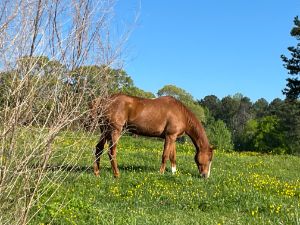 Chestnut Mare Chewing