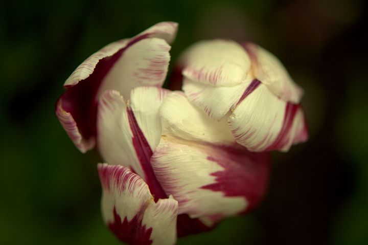 Purple and White Flower - MattNaiden Photography