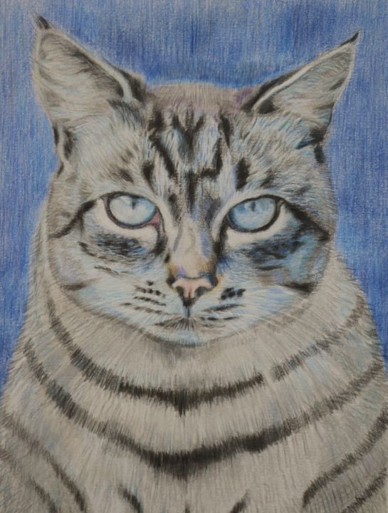How to Draw a realistic cat in colour pencil — Pet Portraits by Sema Martin  | Realistic pet portrait drawings from photos UK