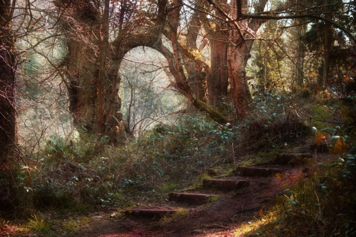 Steps In The Wood - Christine56