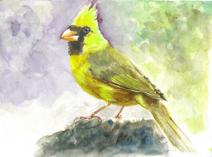 Yellow cardinal - Zephyr's Art Corner