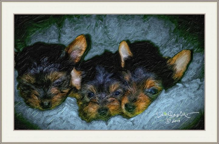 3 adorable pups - Don Castillo