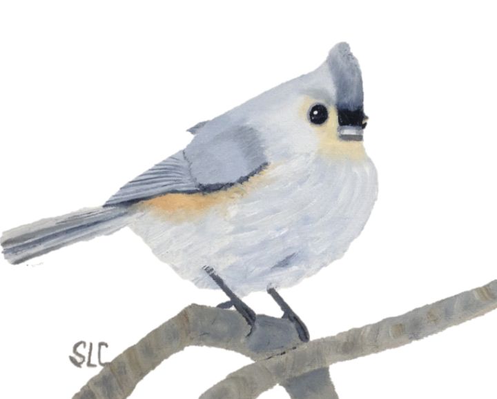 Tufted Titmouse -  Staceyc.home