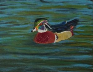 Wood Duck -  Staceyc.home