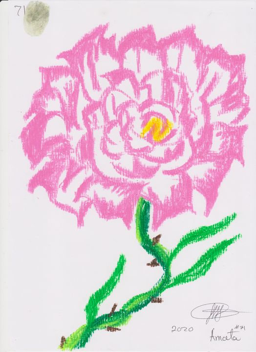 rose 71 - amata janilon