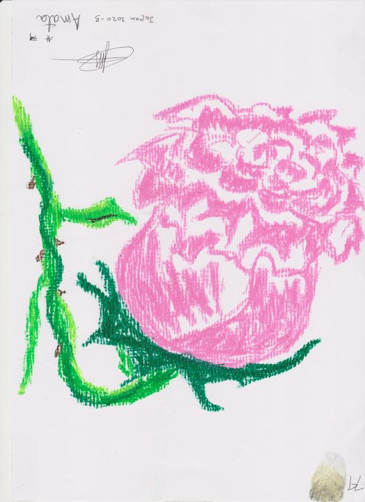 rose 74 - amata janilon