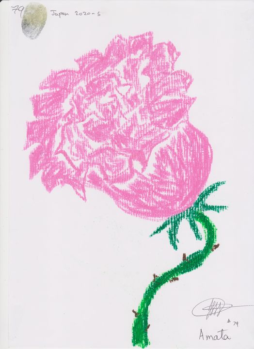 rose 79 - amata janilon