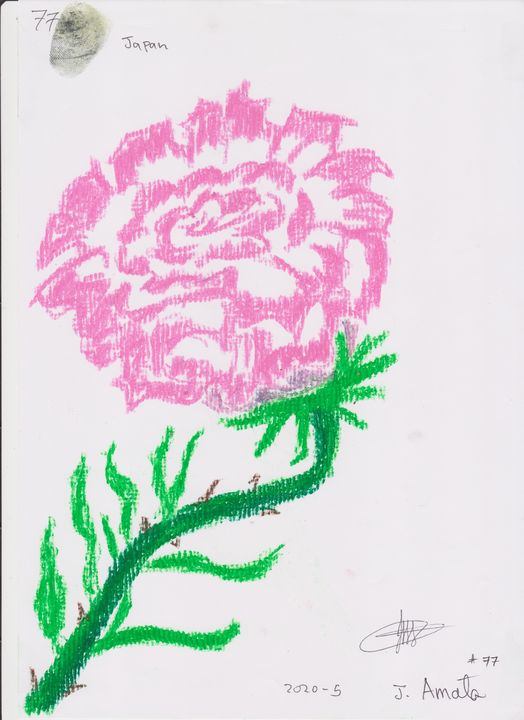 rose 77 - amata janilon