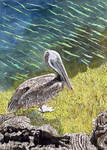 Galapagos Brown Pelican, watercolor - Rick Spates