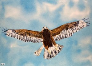 Galapagos Hawk, watercolor - Rick Spates