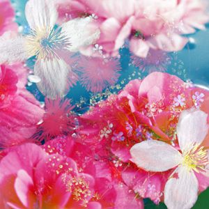 Pink Cherry Blossom Flowers GIF