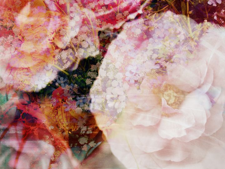 Poetic Blossoms Flowers by Alaya Gadeh Photography, Flowers, Plants