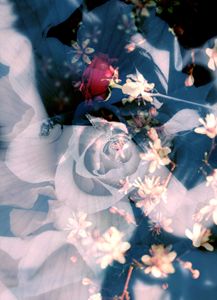 Rose Parfume Blue