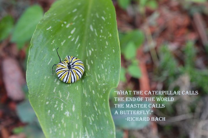A caterpillar's death - Jennifer Wallace