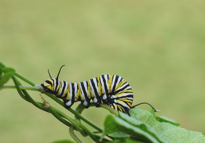 Monarch caterpillar on vine - Jennifer Wallace