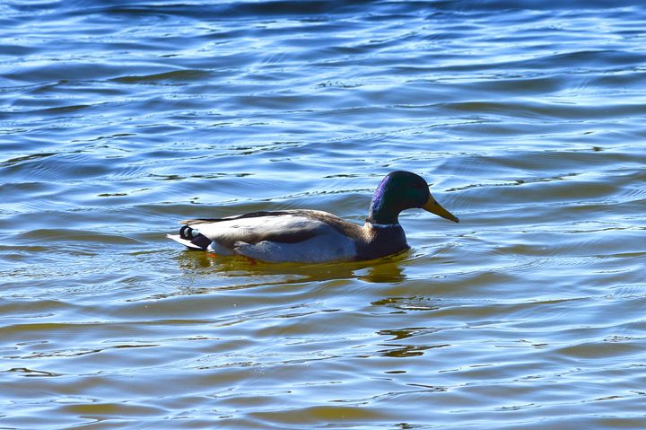 Mallard duck on a sunny day - Jennifer Wallace