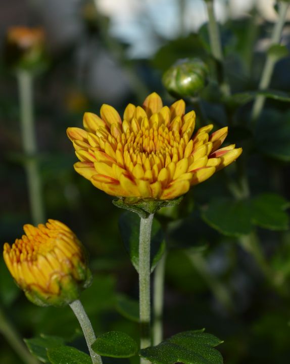 Yellow-orange Chrysanthemum - Jennifer Wallace