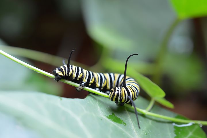 Monarch caterpillar on a rainy day - Jennifer Wallace